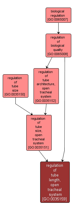 GO:0035159 - regulation of tube length, open tracheal system (interactive image map)