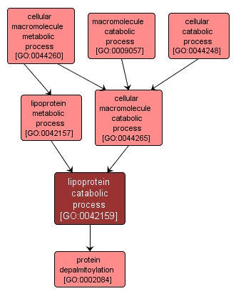 GO:0042159 - lipoprotein catabolic process (interactive image map)