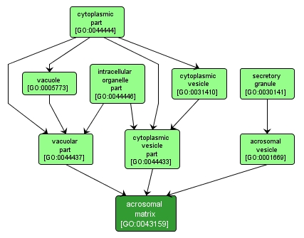 GO:0043159 - acrosomal matrix (interactive image map)