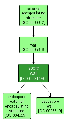 GO:0031160 - spore wall (interactive image map)
