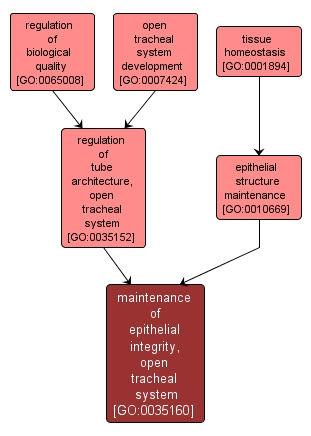 GO:0035160 - maintenance of epithelial integrity, open tracheal system (interactive image map)