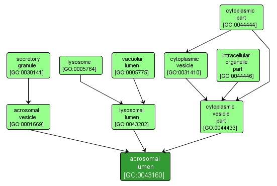 GO:0043160 - acrosomal lumen (interactive image map)