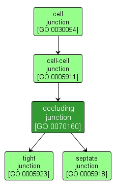 GO:0070160 - occluding junction (interactive image map)