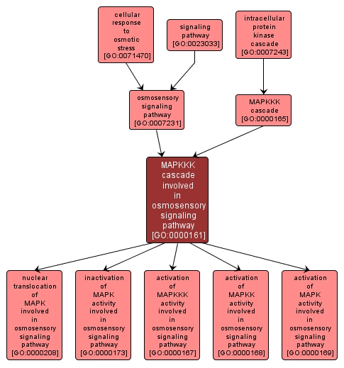 GO:0000161 - MAPKKK cascade involved in osmosensory signaling pathway (interactive image map)