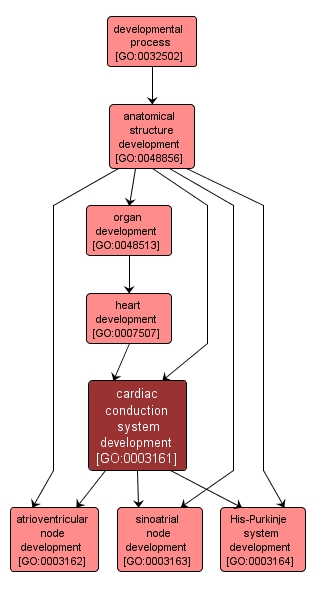 GO:0003161 - cardiac conduction system development (interactive image map)