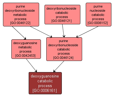 GO:0006161 - deoxyguanosine catabolic process (interactive image map)