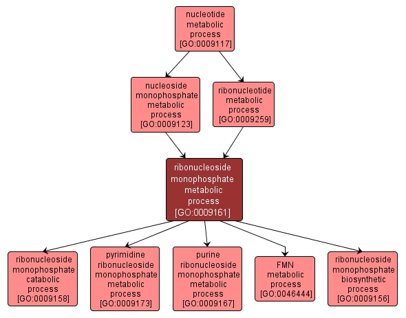 GO:0009161 - ribonucleoside monophosphate metabolic process (interactive image map)