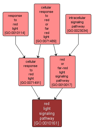 GO:0010161 - red light signaling pathway (interactive image map)