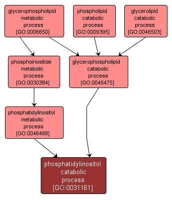 GO:0031161 - phosphatidylinositol catabolic process (interactive image map)