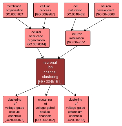 GO:0045161 - neuronal ion channel clustering (interactive image map)