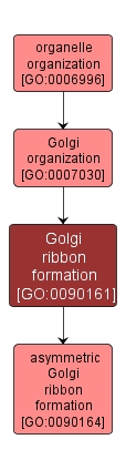 GO:0090161 - Golgi ribbon formation (interactive image map)