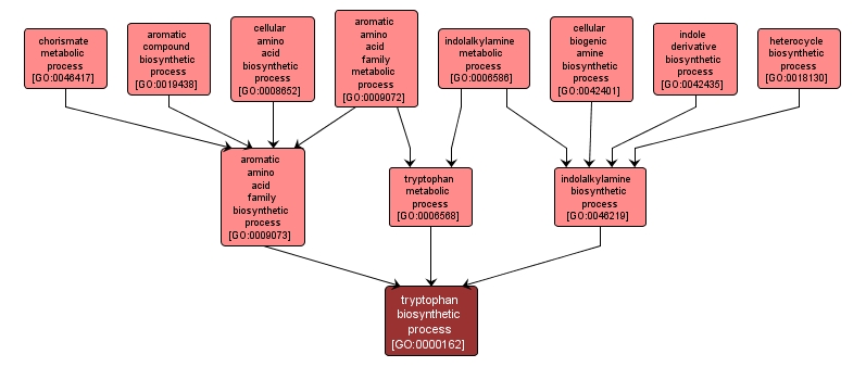 GO:0000162 - tryptophan biosynthetic process (interactive image map)