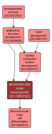 GO:0003162 - atrioventricular node development (interactive image map)