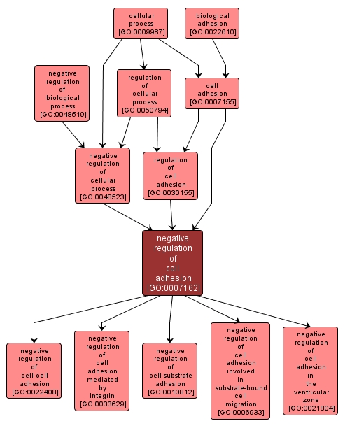 GO:0007162 - negative regulation of cell adhesion (interactive image map)