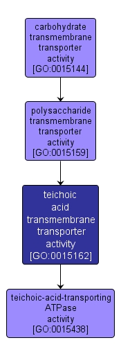 GO:0015162 - teichoic acid transmembrane transporter activity (interactive image map)
