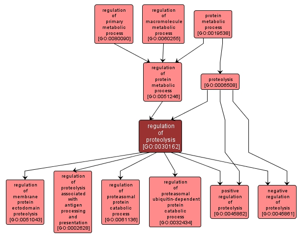 GO:0030162 - regulation of proteolysis (interactive image map)