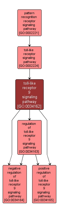 GO:0034162 - toll-like receptor 9 signaling pathway (interactive image map)