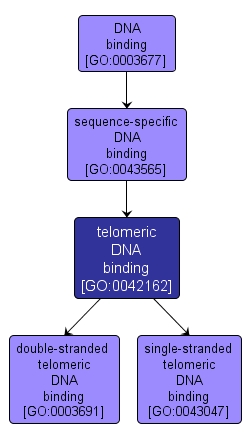 GO:0042162 - telomeric DNA binding (interactive image map)