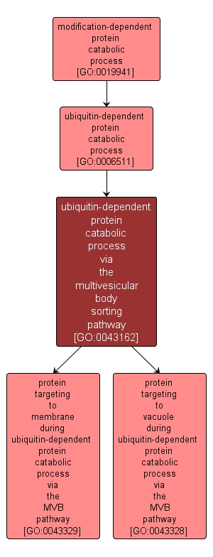 GO:0043162 - ubiquitin-dependent protein catabolic process via the multivesicular body sorting pathway (interactive image map)