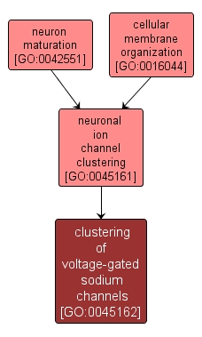 GO:0045162 - clustering of voltage-gated sodium channels (interactive image map)
