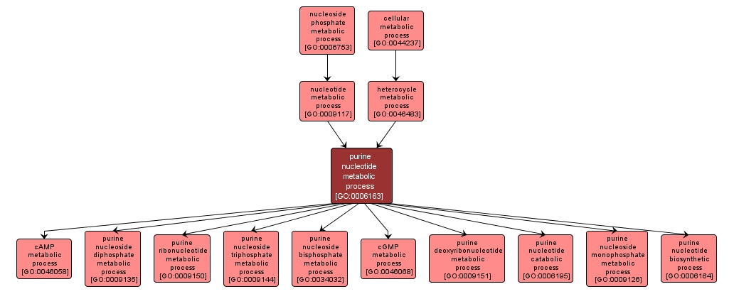 GO:0006163 - purine nucleotide metabolic process (interactive image map)