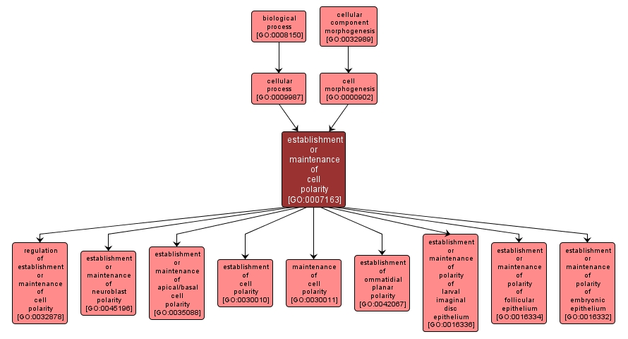 GO:0007163 - establishment or maintenance of cell polarity (interactive image map)