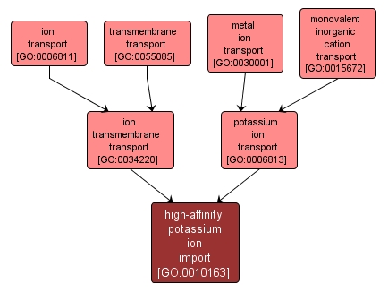 GO:0010163 - high-affinity potassium ion import (interactive image map)