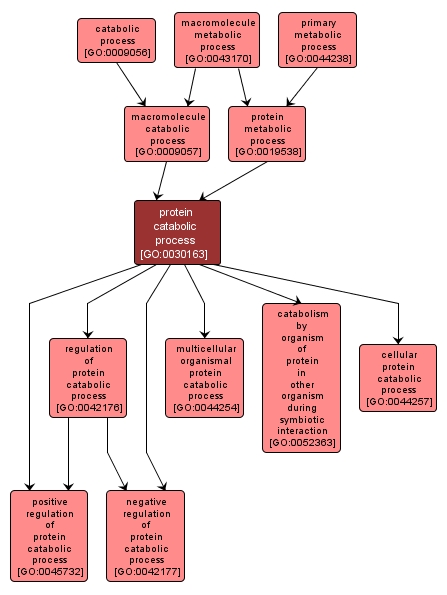 GO:0030163 - protein catabolic process (interactive image map)