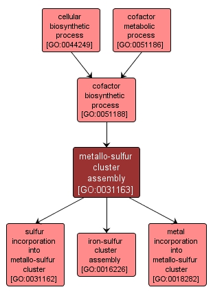 GO:0031163 - metallo-sulfur cluster assembly (interactive image map)