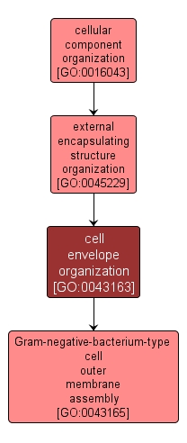 GO:0043163 - cell envelope organization (interactive image map)