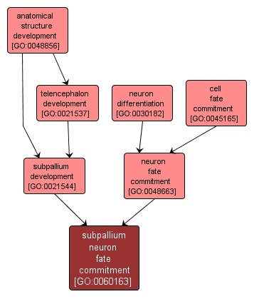 GO:0060163 - subpallium neuron fate commitment (interactive image map)