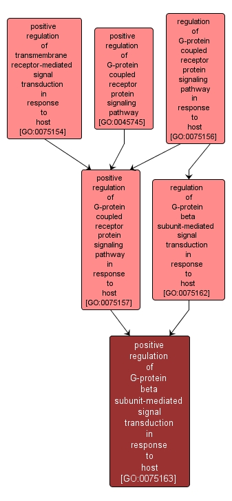 GO:0075163 - positive regulation of G-protein beta subunit-mediated signal transduction in response to host (interactive image map)