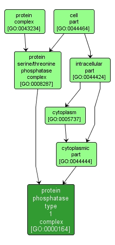 GO:0000164 - protein phosphatase type 1 complex (interactive image map)