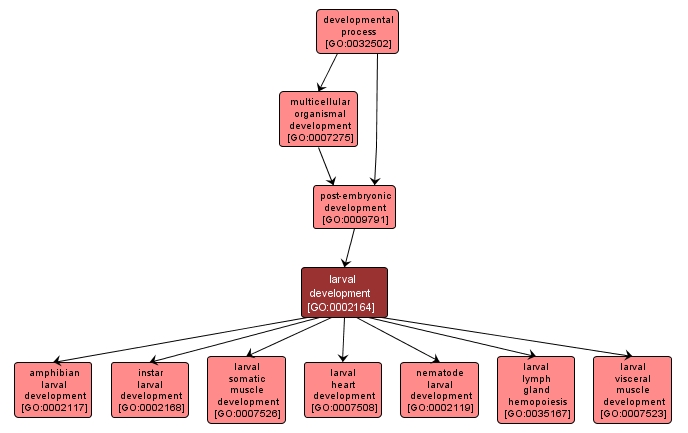 GO:0002164 - larval development (interactive image map)