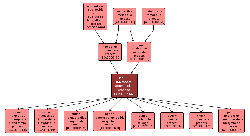 GO:0006164 - purine nucleotide biosynthetic process (interactive image map)