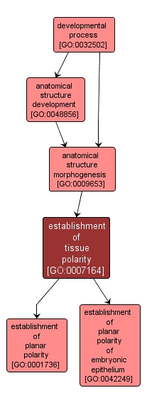GO:0007164 - establishment of tissue polarity (interactive image map)