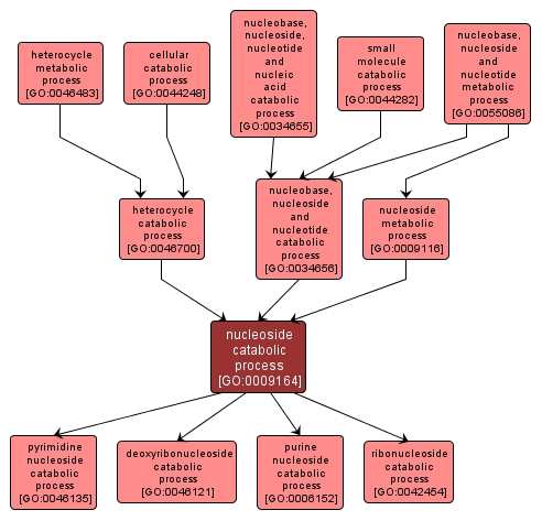 GO:0009164 - nucleoside catabolic process (interactive image map)