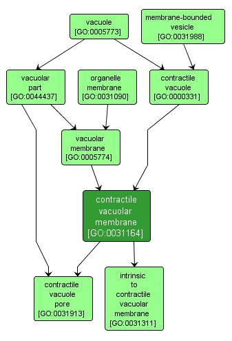 GO:0031164 - contractile vacuolar membrane (interactive image map)