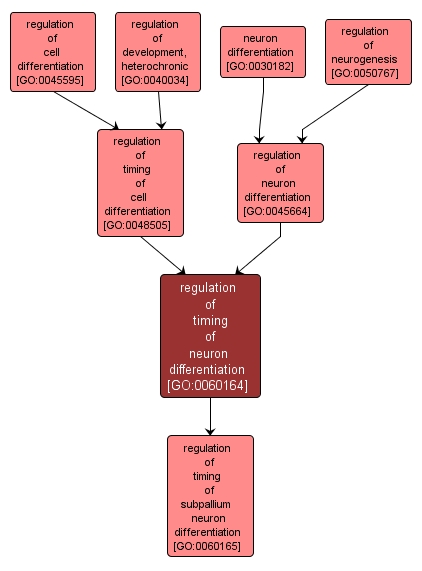 GO:0060164 - regulation of timing of neuron differentiation (interactive image map)