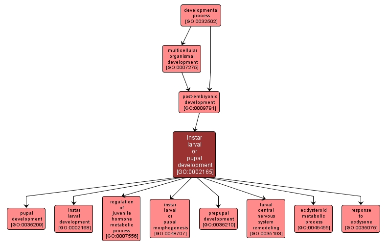 GO:0002165 - instar larval or pupal development (interactive image map)