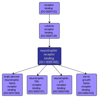 GO:0005165 - neurotrophin receptor binding (interactive image map)