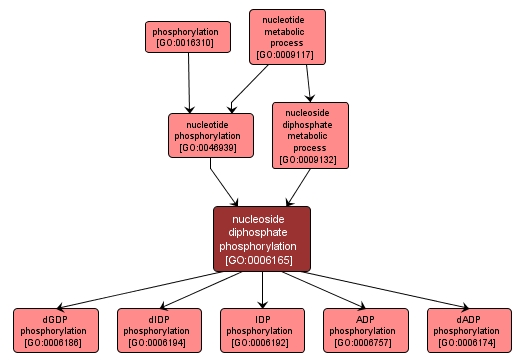 GO:0006165 - nucleoside diphosphate phosphorylation (interactive image map)