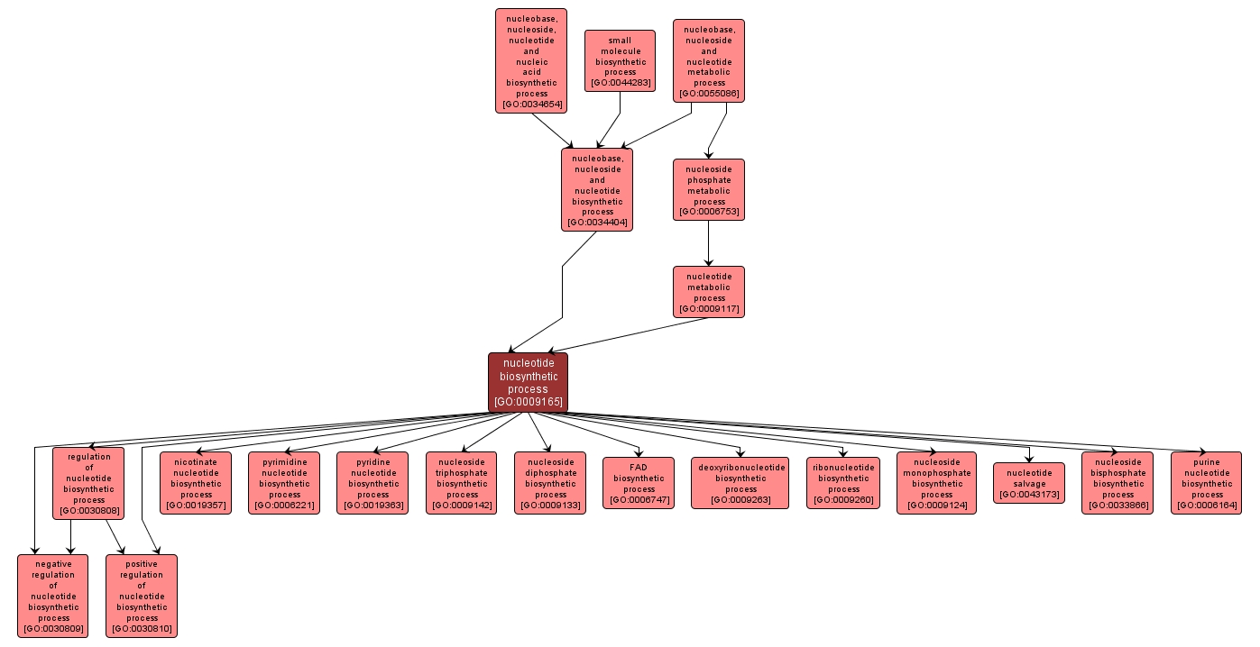 GO:0009165 - nucleotide biosynthetic process (interactive image map)