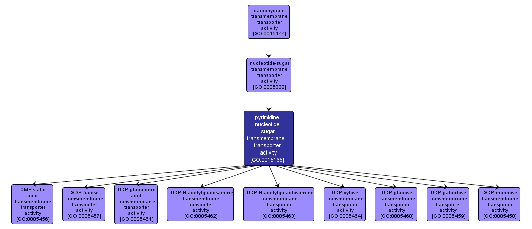 GO:0015165 - pyrimidine nucleotide sugar transmembrane transporter activity (interactive image map)