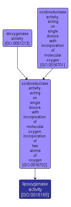 GO:0016165 - lipoxygenase activity (interactive image map)