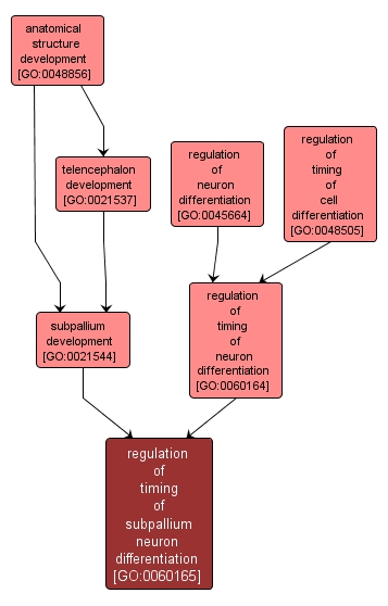 GO:0060165 - regulation of timing of subpallium neuron differentiation (interactive image map)