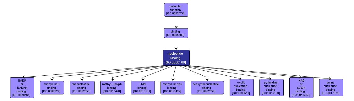 GO:0000166 - nucleotide binding (interactive image map)