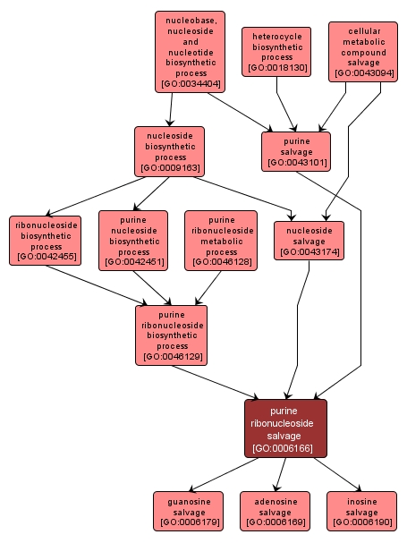 GO:0006166 - purine ribonucleoside salvage (interactive image map)