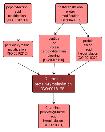 GO:0018166 - C-terminal protein-tyrosinylation (interactive image map)