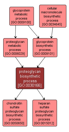 GO:0030166 - proteoglycan biosynthetic process (interactive image map)